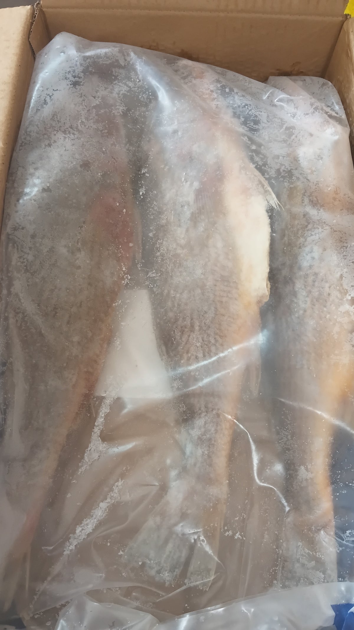 FROZEN YELLOW CROAKER