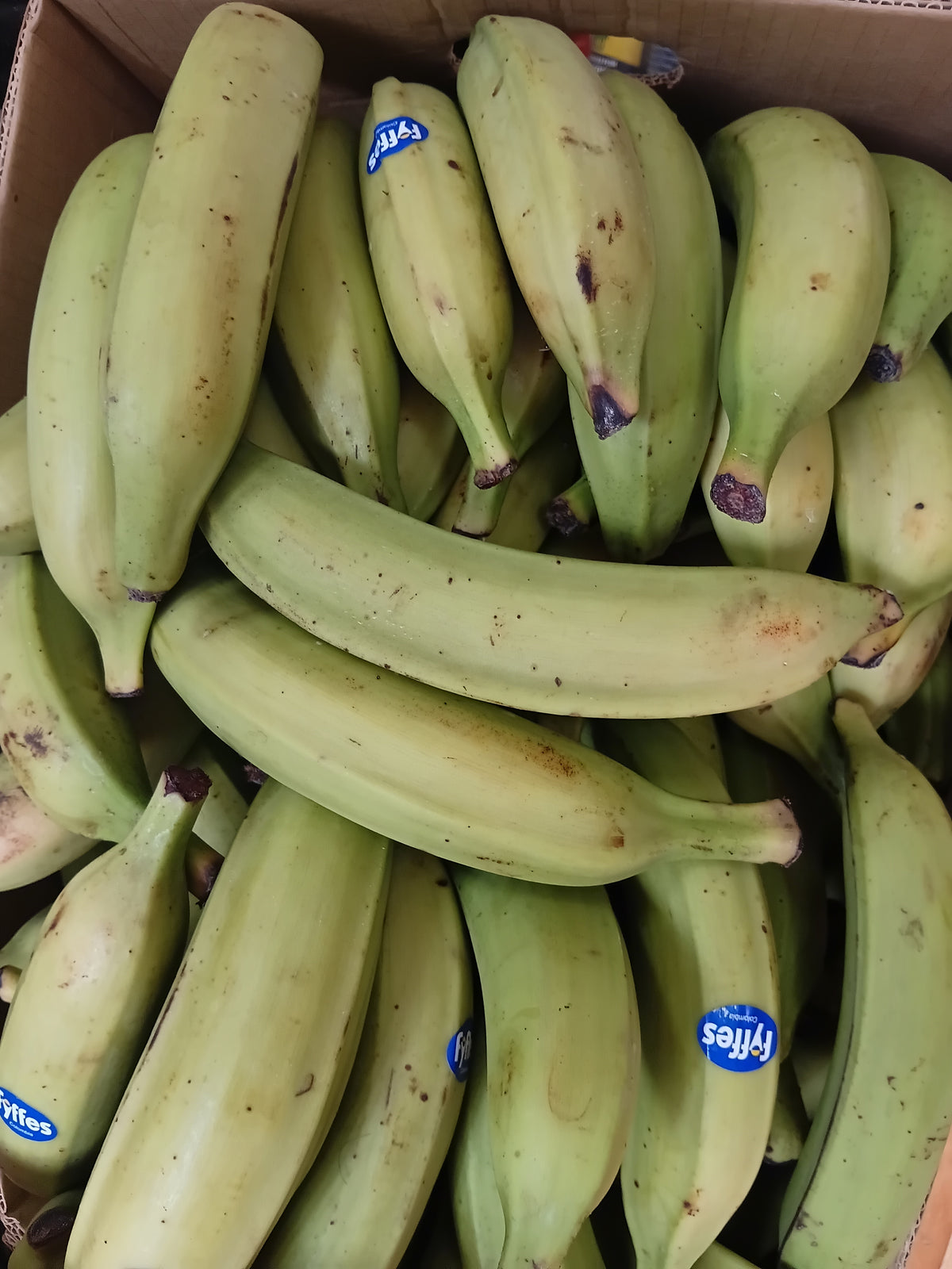 PLANTAIN GREEN EACH